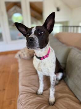 Aster -  Australian Cattle Dog Blue Heeler and Mixed Breed Dog Available for Adoption in Hudson, New York - Aster | PetCurious