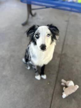 BRANDEL -  Australian Shepherd and Mixed Breed Dog for Adoption in Chula Vista, California - BRANDEL | PetCurious