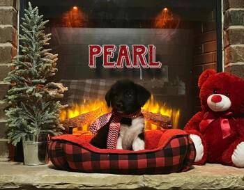 Rescue Wire Fox Terrier and Great Pyrenees Dogs for Adoption in Gillsville, Georgia - Pearl (Great Perrier Puppies) | PetCurious