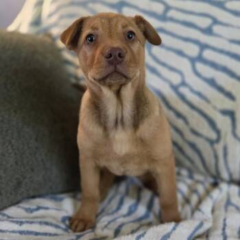 Shepherd and Hound Dogs Available for Adoption in Chattanooga, Tennessee - Miso | PetCurious