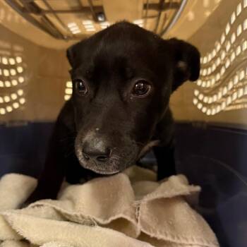 Terrier Dogs Available for Adoption in Birmingham, Alabama - Genevieve | PetCurious