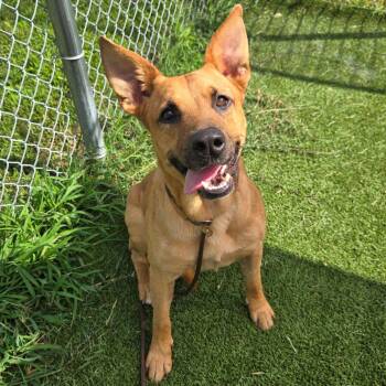 Blaze -  Terrier Dog for Adoption in Chattanooga, Tennessee - Blaze | PetCurious
