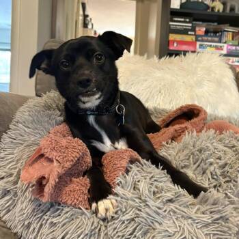 Chihuahua Dogs Available for Adoption in Wappingers Falls, New York - Reginald | PetCurious