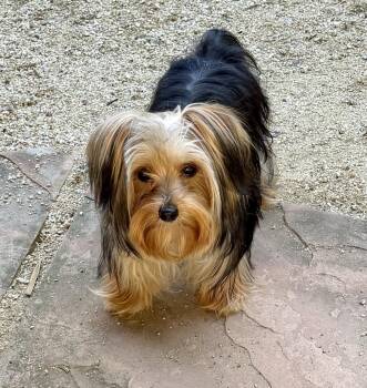 Yorkshire Terrier Dogs Available for Adoption in Elk Grove, California - Marina | PetCurious