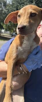 Rescue Pit Bull Terrier Dogs for Adoption in Mobile, Alabama - Madame Morrible | PetCurious