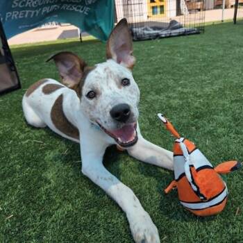 CHIEF -  Mixed Breed and Australian Cattle Dog Blue Heeler Dog for Adoption in Loveland, Colorado - CHIEF | PetCurious