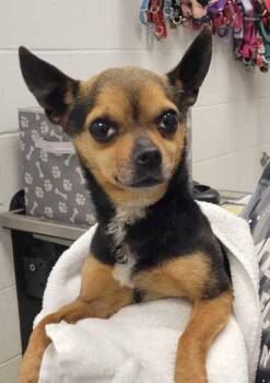 Mixed Breed Dogs Available for Adoption in Kansas City, Missouri - Snoopy | PetCurious