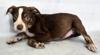 Ariel -  Australian Shepherd and Mixed Breed Dog for Adoption in Morton Grove, Illinois - Ariel | PetCurious