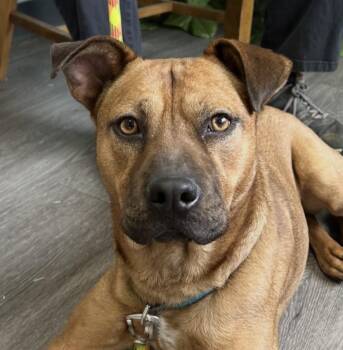 Boxer and Labrador Retriever Dogs Available for Adoption in Andover, Massachusetts - Forrest | PetCurious