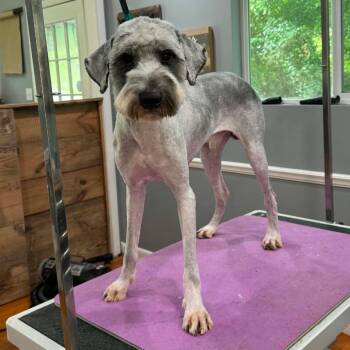 Doug -  Schnauzer and Poodle Dog for Adoption in Helena, Alabama - Doug | PetCurious