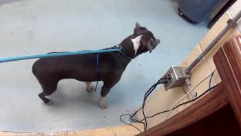 Pit Bull Terrier Dogs Available for Adoption in Tulsa, Oklahoma - SPIN | PetCurious