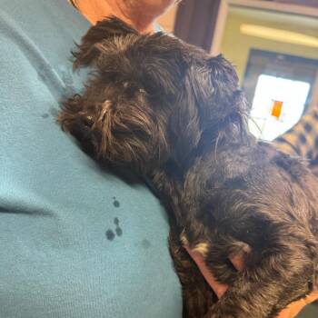 Sweet Pea -  Yorkshire Terrier and Bichon Frise Dog for Adoption in South Haven, Michigan - Sweet Pea | PetCurious