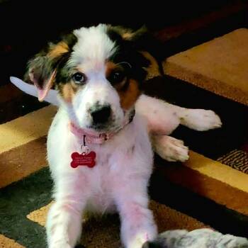 Kit -  Australian Shepherd and Border Collie Dog for Adoption in Dysart, Iowa - Kit | PetCurious