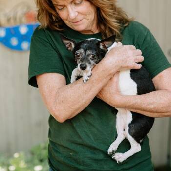 Shmino -  Chihuahua Dog for Adoption in Chester Springs, Pennsylvania - Shmino | PetCurious