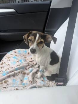 Dos -  Jack Russell Terrier Dog for Adoption in Lakeland, Florida - Dos | PetCurious