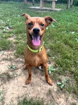 Augusta -  Hound Dog for Adoption in Bloomington, Indiana - Augusta | PetCurious