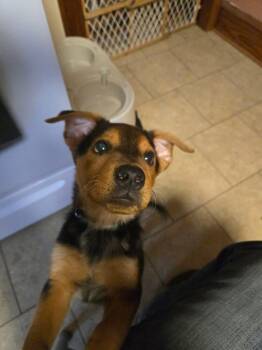 Terrier Dogs Available for Adoption in New London, Wisconsin - Finch | PetCurious