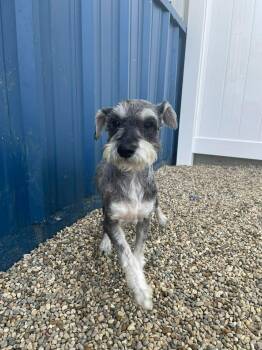 Miniature Schnauzer Dogs Available for Adoption in Kalamazoo, Michigan - Harley | PetCurious