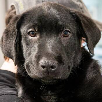 Black Labrador Retriever and German Shepherd Dog Dogs Available for Adoption in Kennebunk, Maine - Wren *Avail By Appt* | PetCurious