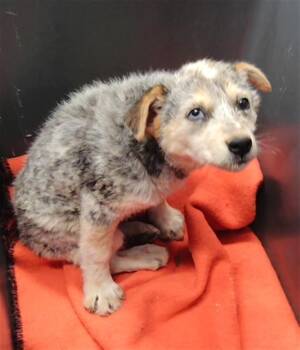 BABY -  Australian Cattle Dog Blue Heeler Dog for Adoption in Albuquerque, New Mexico - BABY | PetCurious