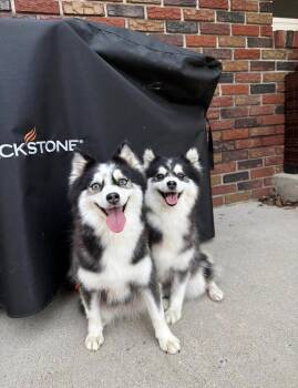 Pomsky Dogs Available for Adoption in Kutztown, Pennsylvania - Olive & Oakley | PetCurious