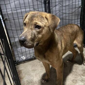 Retriever Dogs Available for Adoption - Montrose | PetCurious