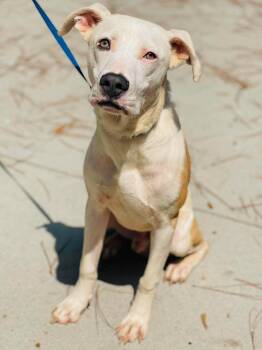 AC-5086 "Luke" -  Pointer and Pit Bull Terrier Dog for Adoption in Conyers, Georgia - AC-5086 "Luke" | PetCurious