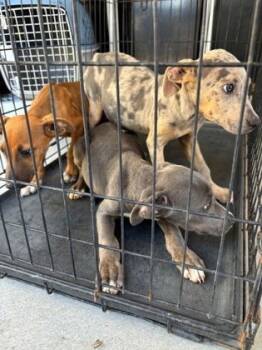 Rescue Mixed Breed Dogs for Adoption in Port Allen, Louisiana - Jack | PetCurious