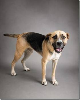 Chuck Adorable Mix Uber Doggie Social Loves his People. -  German Shepherd Dog and American Bully Dog for Adoption in Charlottesville, Virginia - Chuck Adorable Mix Uber Doggie Social Loves His People. | PetCurious