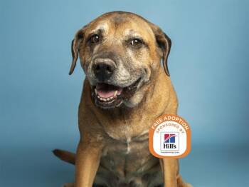 Pit Bull Terrier Dogs Available for Adoption - SCOOBY | PetCurious