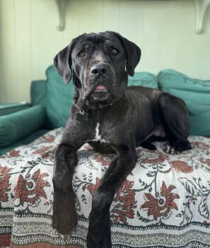 Mastiff Dogs Available for Adoption - Clara | PetCurious