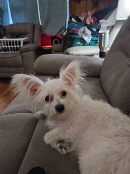 Rose -  Mixed Breed Dog for Adoption in Taycheedah, Wisconsin - Rose | PetCurious