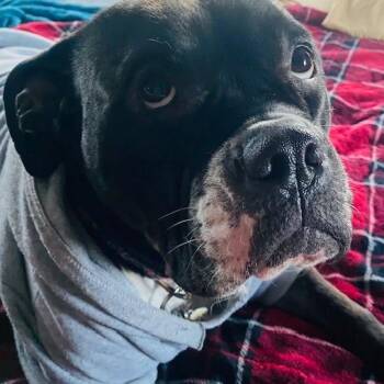 Violet -  Mixed Breed Dog for Adoption in Philadelphia, Pennsylvania - Violet | PetCurious
