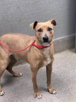 Pit Bull Terrier and Mixed Breed Dogs Available for Adoption - BOSTON | PetCurious