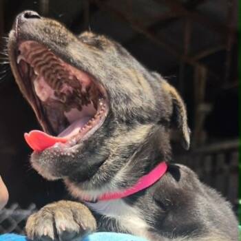 Patty Smyth -  German Shepherd Dog and Mixed Breed Dog for Adoption in Olathe, Kansas - Patty Smyth | PetCurious