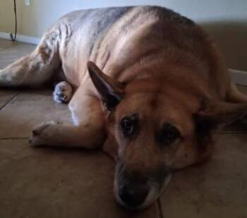 German Shepherd Dog Dogs Available for Adoption in Frazier Park, California - Oliver | PetCurious