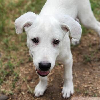 Rescue Great Pyrenees and Mixed Breed Dogs for Adoption in Austin, Texas - Jazz AL | PetCurious