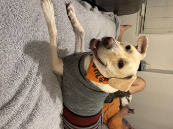 Aidan -  Labrador Retriever and Mixed Breed Dog for Adoption in Severance, Colorado - Aidan | PetCurious