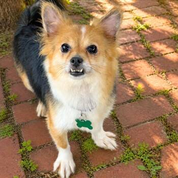 Corgi and Papillon Dogs Available for Adoption in Boerne, Texas - Sahara | PetCurious