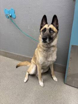 INDIGO -  German Shepherd Dog Dog for Adoption in Las Vegas, Nevada - INDIGO | PetCurious