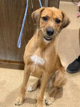 Penny -  Terrier and Mixed Breed Dog for Adoption in Vacaville, California - Penny | PetCurious