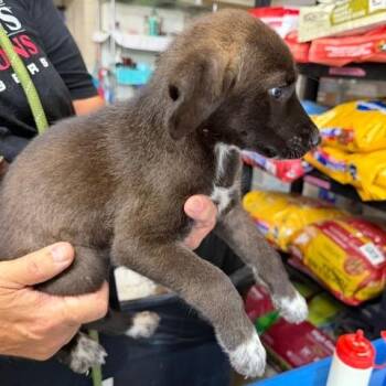 Diane -  Mixed Breed Dog for Adoption in Chicago, Illinois - Diane | PetCurious