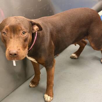 LIL LADY -  Mixed Breed Dog for Adoption in Memphis, Tennessee - LIL LADY | PetCurious