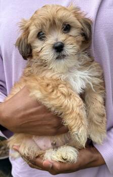 Tortellini -  Shih Tzu Dog for Adoption in Beaverton, Oregon - Tortellini | PetCurious