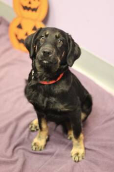Neo in NH. Come Meet our Adoptable Dogs Wednesday-Saturday. More -  Hound Dog for Adoption in Manchester, New Hampshire - Neo In NH. Come Meet Our Adoptable Dogs Wednesday-Saturday. More | PetCurious