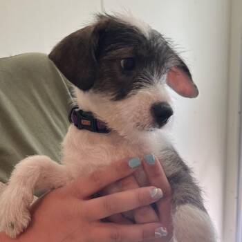 Bebe -  Terrier Dog for Adoption in Saugerties, New York - Bebe | PetCurious