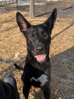 Dynamo -  German Shepherd Dog Dog for Adoption in Chicago, Illinois - Dynamo | PetCurious