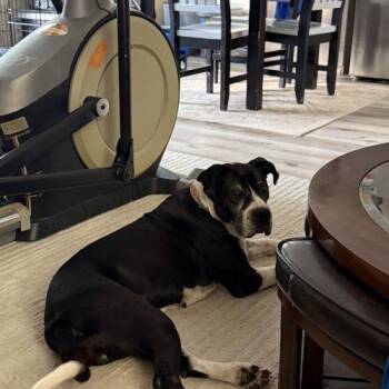 Panda -  Mixed Breed Dog for Adoption in Sunderland, Ontario - Panda | PetCurious