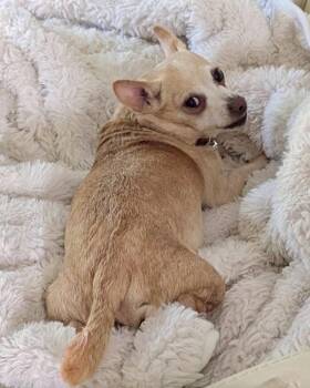 Maui -  Chihuahua Dog for Adoption in Omaha, Nebraska - Maui | PetCurious