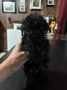 Tiny Man -  Toy Poodle Dog for Sale in Lucedale, Mississippi - Tiny Man | PetCurious